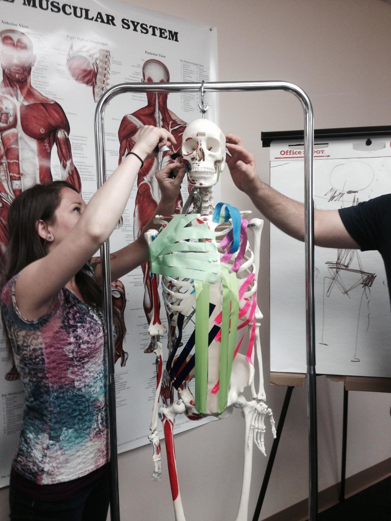 Anatomy study on skeleton - Swedish massage vs structural bodywork - Both benefit from knowing the muscles!