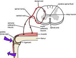 spinal cord segment & segmental facilitation from the book Structural Balancing by Kyle C Wright & DSL