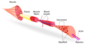 Learn about Muscle, Fascia Structure for medical massage - structural bodywork 