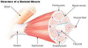 Learn about Bone, Tendon, Muscle structure for medical massage - structural bodywork 