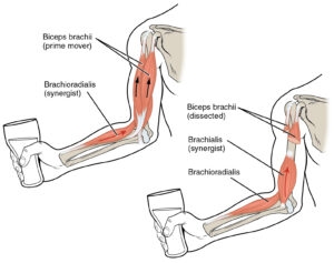 Biceps Brachii in partially flexed position. (Brachioradialis, a "synergist," also shown.) - What is Kinesiology?